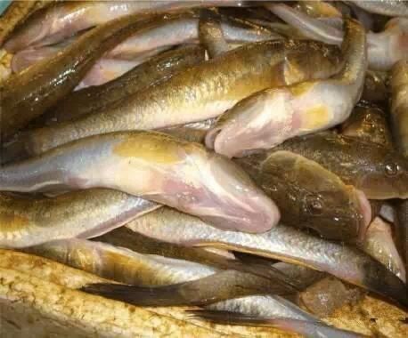 海鲜|渔民整理的海鲜大全,以后再也不怕不认识海鲜了