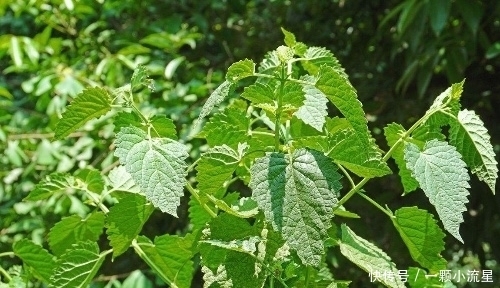 解暑|夏天多吃这些野菜，能解暑，清热，小孩吃了特别提高智商