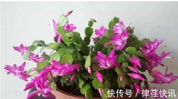 君子兰、长寿花、蟹爪兰总不开花,可能盆里缺点它,加一点就开花