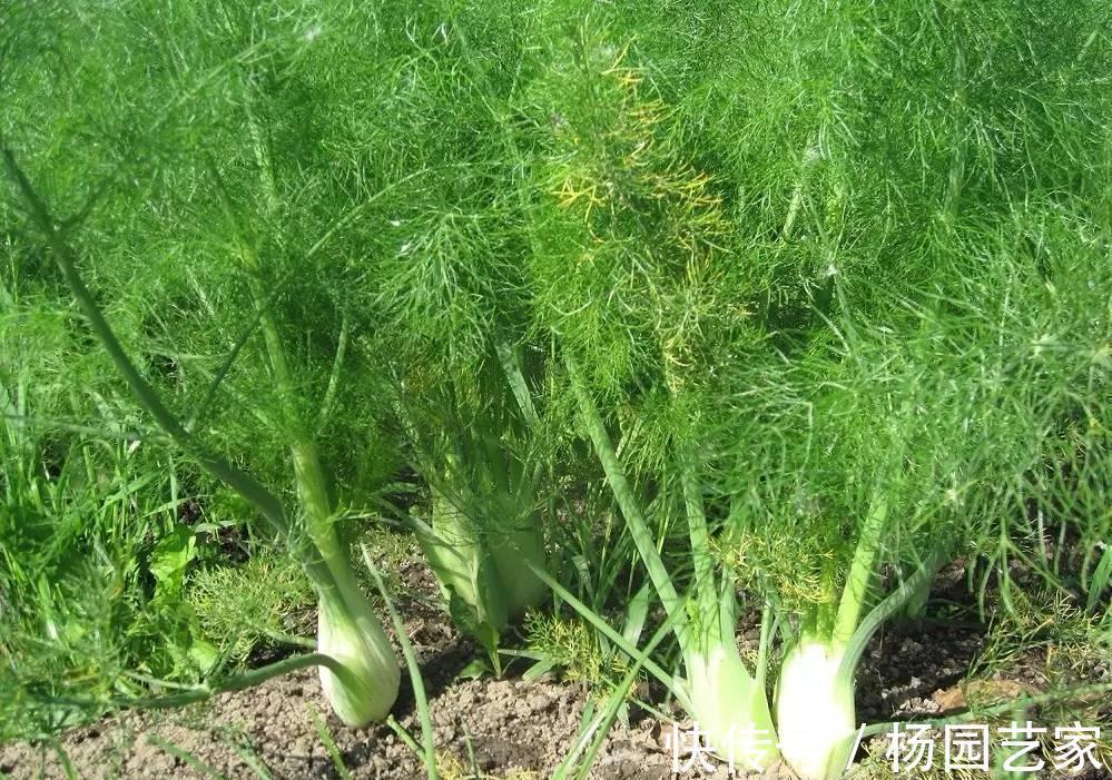 土茴香|农村这种植物,会散发令人刺鼻的气味,殊不知它全身都是宝