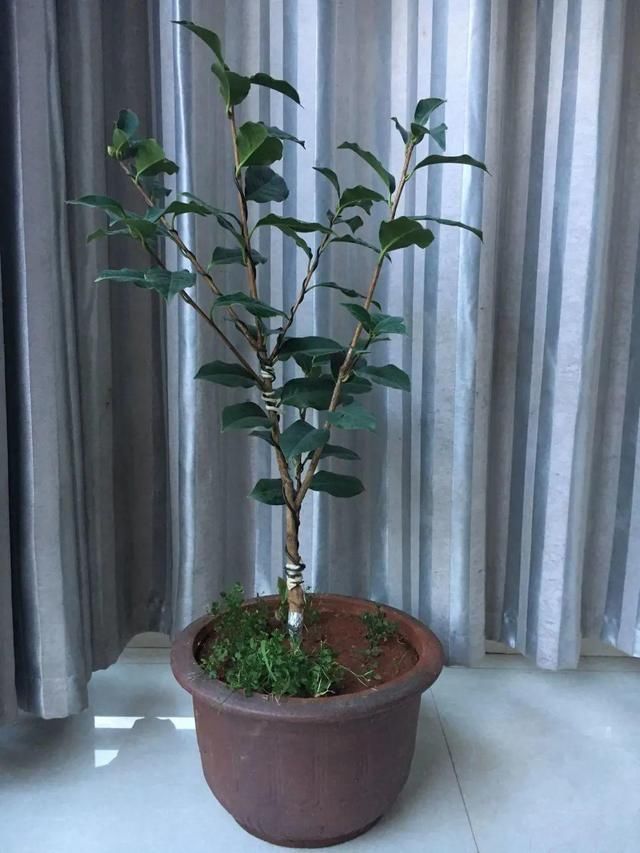 多肉|5种花盆养花,怪不得都死了,全是样子货