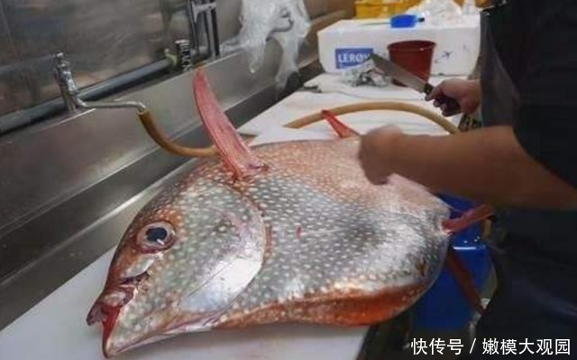 一刀切|日本的“天价月亮鱼”,厨师一刀切开后,才知道贵在哪