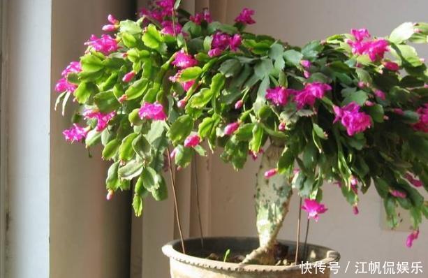 蟹爪兰叶片软趴趴怎么办从3方面对症处理，冬春花开爆满盆