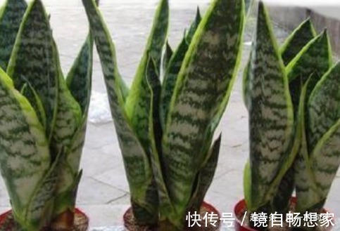 浇水|这3种花,越浇水就越黄叶,养一盆死一盆!真是懒人养的花