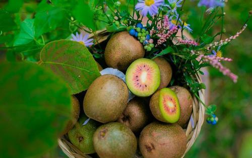 中国特有的一种水果,被老外带到国外后,论个卖给我们