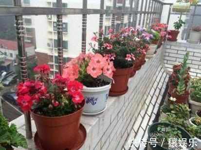 盘点不能“养”的花,一不小心就爆盆,长满整个阳台,花盆不够用