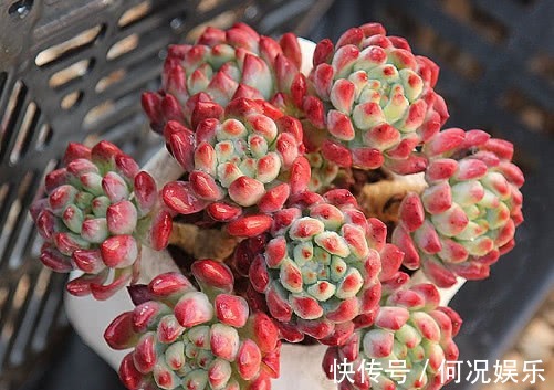 多肉蓝苹果怎么养更艳丽教你3个小妙招,养出红润璀璨的蓝苹果