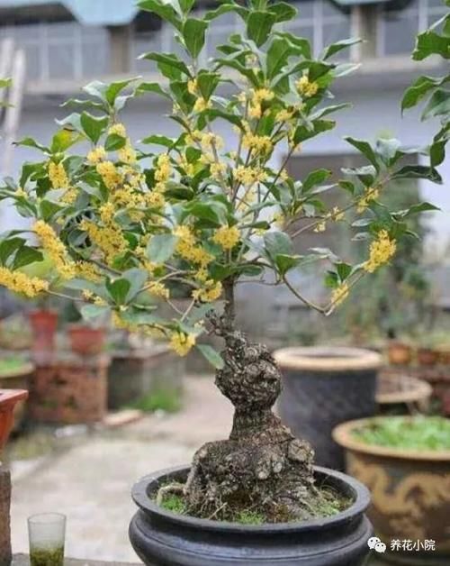 春季给桂花剪剪枝、抹抹芽，八月桂花才能满院飘香