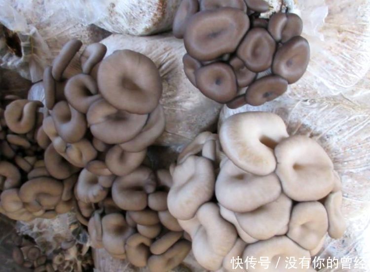 每天可以坚持吃三种食物,补肾利尿,滋润肌肤,早吃早受益