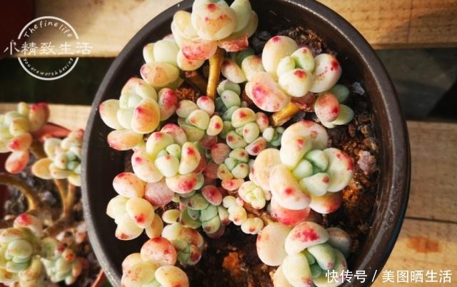 它才是杀死多肉的大“黑手”，要注意4点预防，后2点是自作自受！