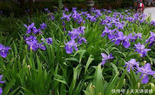 有个小院子,养些紫色的花,待“紫气东来”,浪漫又高级