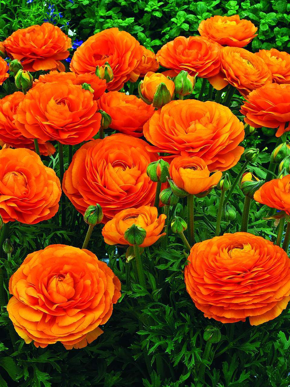 喜欢在家中养护花卉，就养护花期长，花色妖娆的3种花卉，漂亮