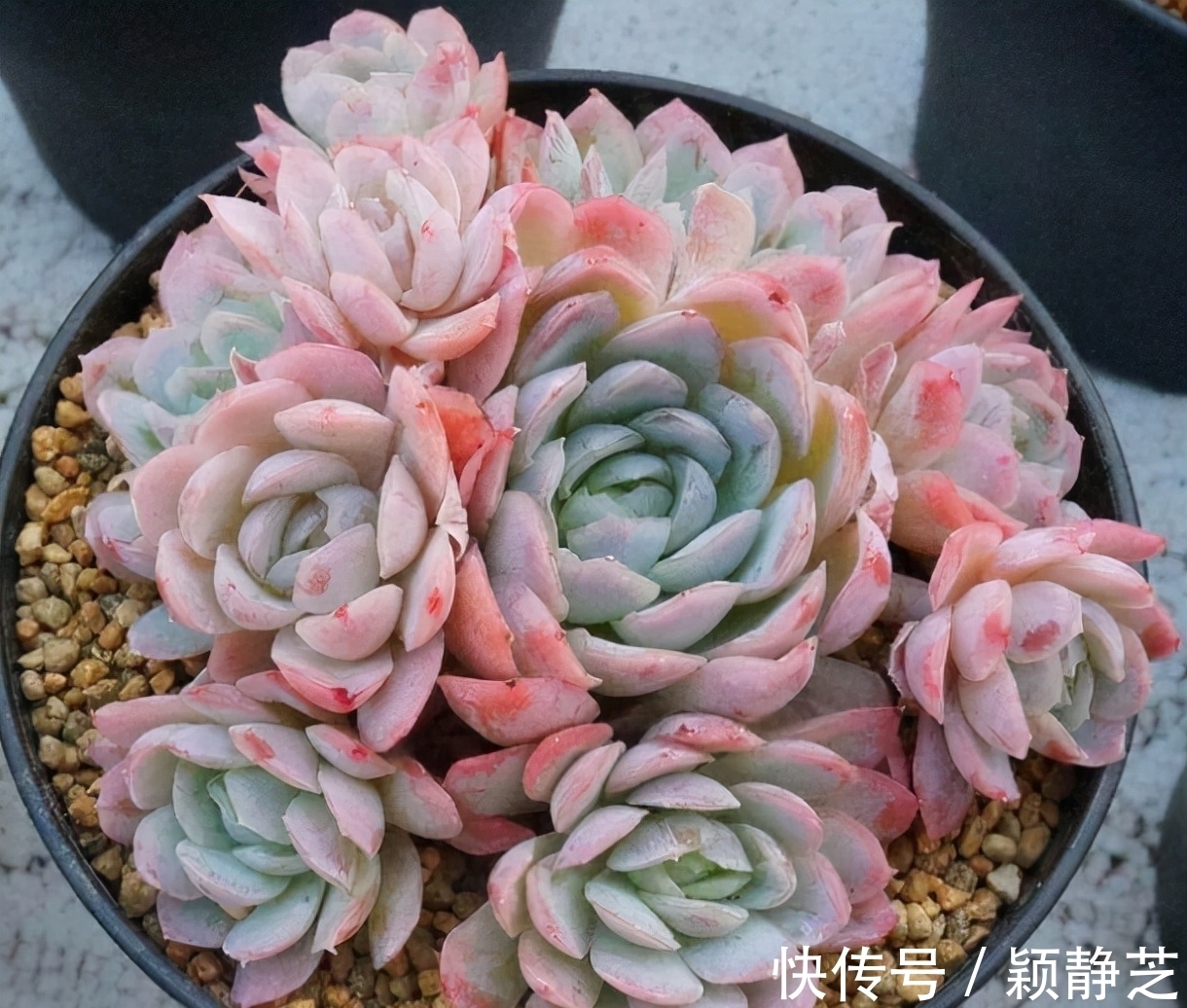 叶片|这8种多肉自带香味,家里放几盆满屋飘香