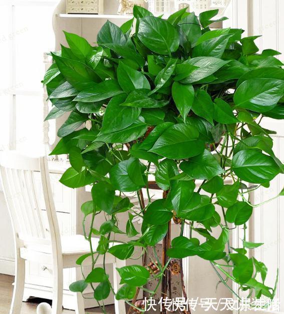 户外捡3种东西,养花肥沃、透气,1-2年不施肥,花卉轻松爆盆