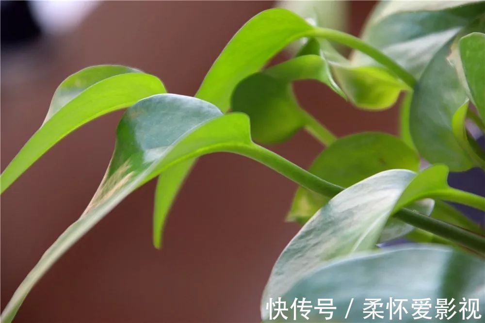 长寿|要想身体健康长寿,家庭必备的几种植物!