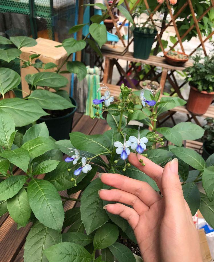 喜欢菊花，不如养盆优良名菊“南农小菊”，花开似艳牡丹，美娇娘