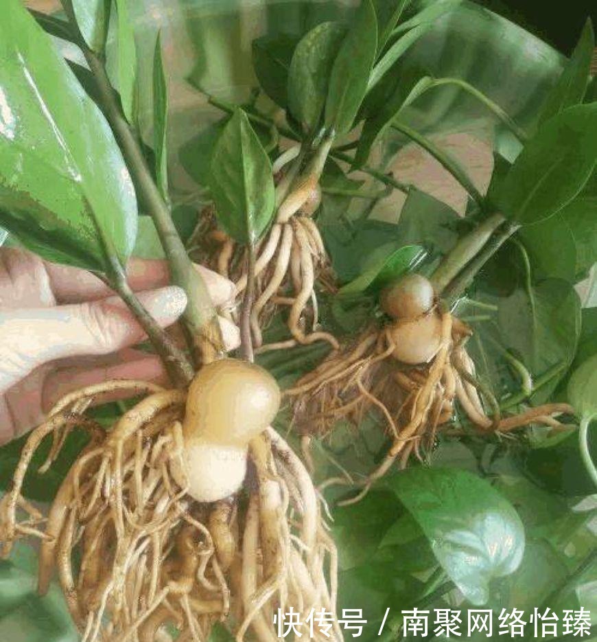 虎皮兰、君子兰、金钱树,用这1种方法,都能养爆盆