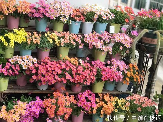 她只养一种花,花色鲜艳,开出一片花海,人人见了都夸美