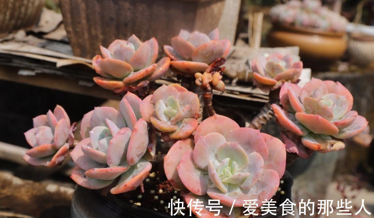 新手养多肉，别做这些事