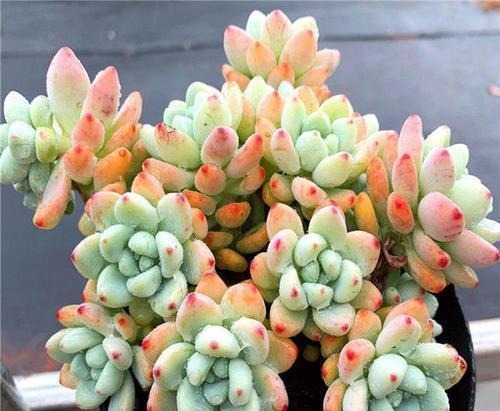 家里养多肉劳尔,了解掌握3个要点,上色美长满盆,变成香香老桩