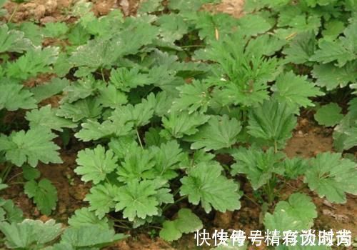 草本|它不是杂草,如果长在你家路旁,那是福气,别不知