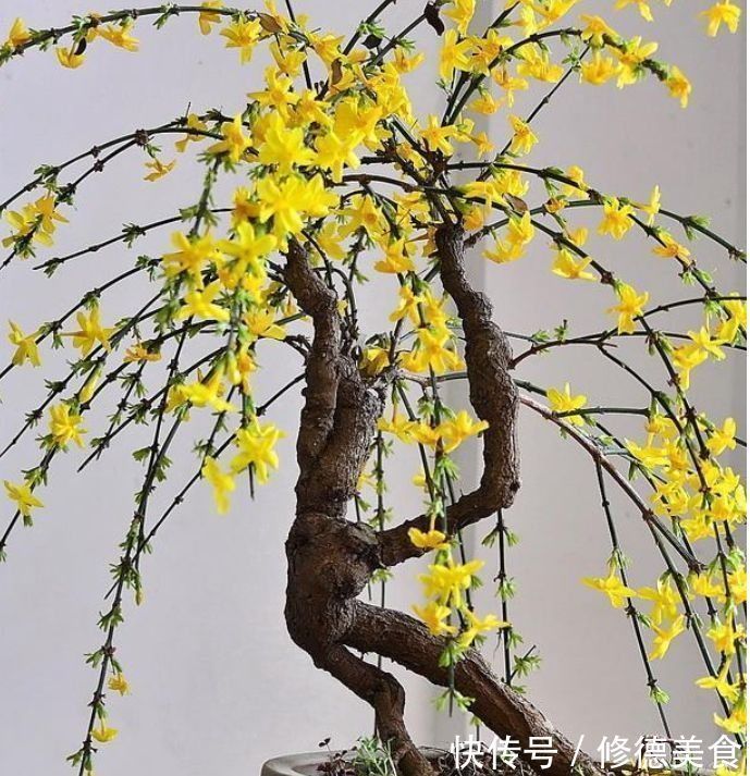 爆盆|这些花朵超能开，现在入手照样能开爆盆，花朵美观又大气