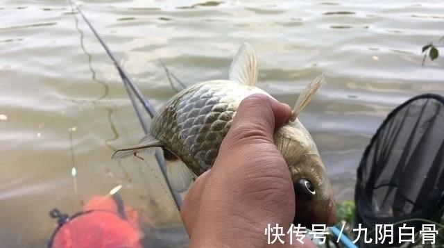 天网|红虫颗粒的另类用法,这样加工一下再打窝,鲫鱼进窝会更快!