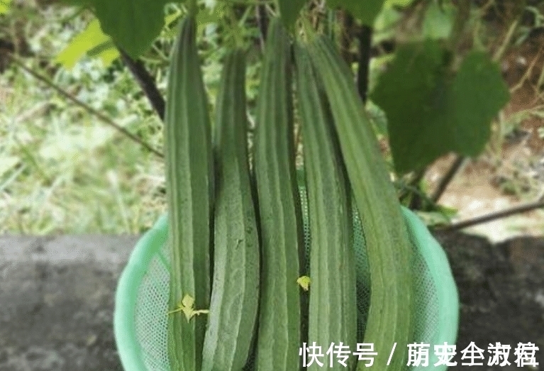 丝瓜|“夏吃瓜、身体棒”,入夏后多吃这6种瓜,忌食1种“毒瓜”,健康度夏