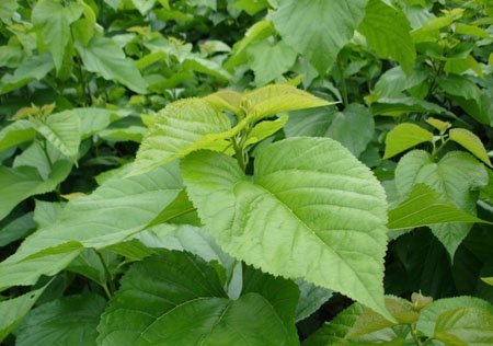 桑叶|天然长寿药，坚持泡水喝，效果一级棒，还能喝出好皮肤