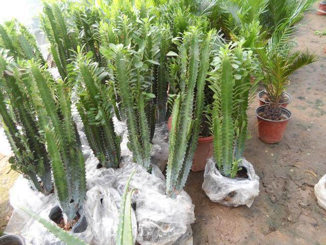 花卉市场看见此几种多肉别买,长大后是有毒性的