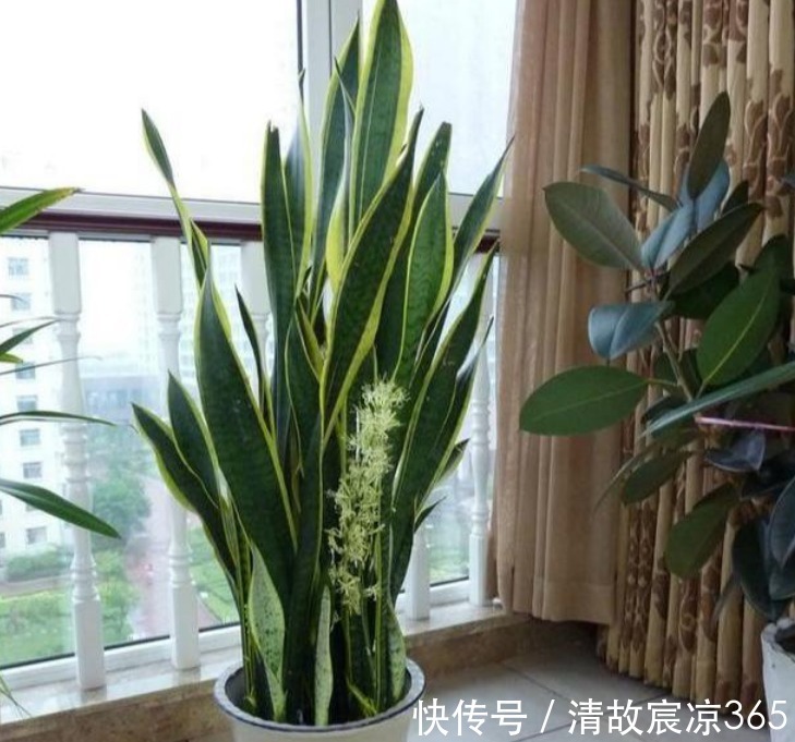疯长|养虎皮兰,往盆埋“1块它”,不施肥,小芽直接撑破盆,疯长不停