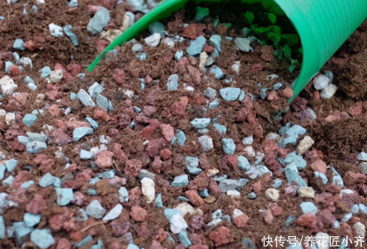 土壤不要直接用，适当加点“小东西”，才能长势旺盛，叶子油绿