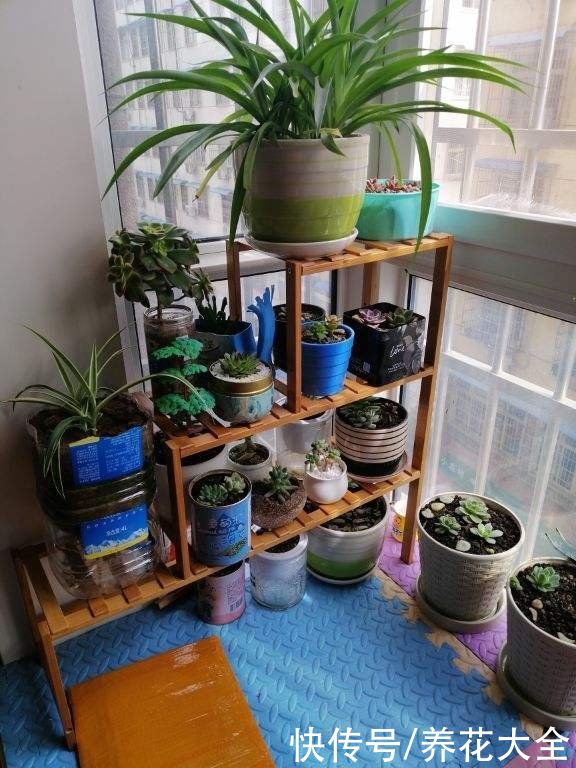 神器|养花需要的5件神器，别看它们小，用处是真不少
