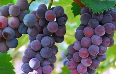 葡萄|这些食物是“癌症克星”, 经常吃一点, 能预防癌症, 癌症不上身