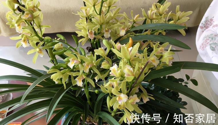 环保|制作酵素养花,环保又省钱!这3样处理方法,值得收藏