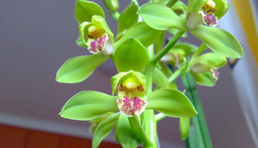 它是兰花的魁首,花型少见颜值高,曾经价格昂贵,现在走进百姓家