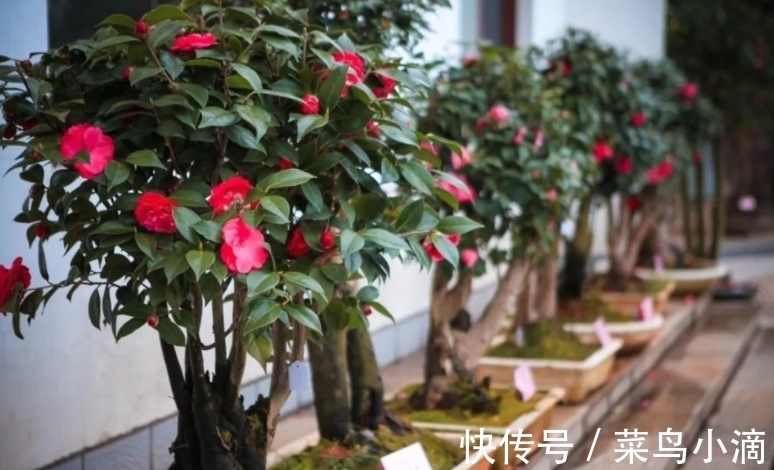 11月养茶花,坚持“2多1少”,外面飘雪,室内赏花,真香!