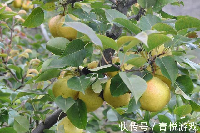 农夫&故事:农夫卖梨,道士讨要一个,农夫坚持不肯给