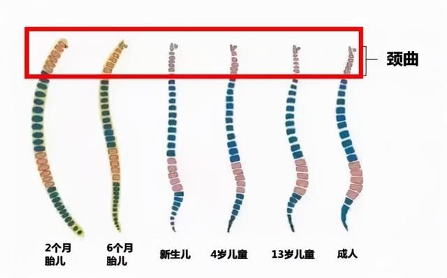 偏头|疯传的枕枕头年龄坑了无数孩子！这个信号才是枕枕头的关键