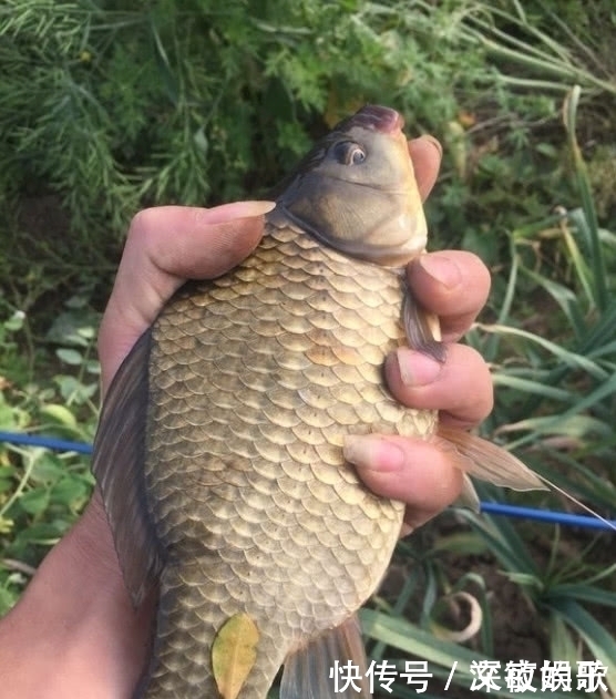 钓鱼|为啥我这么喜欢钓鱼不为别的，因为钓鱼是全世界最公平的活动