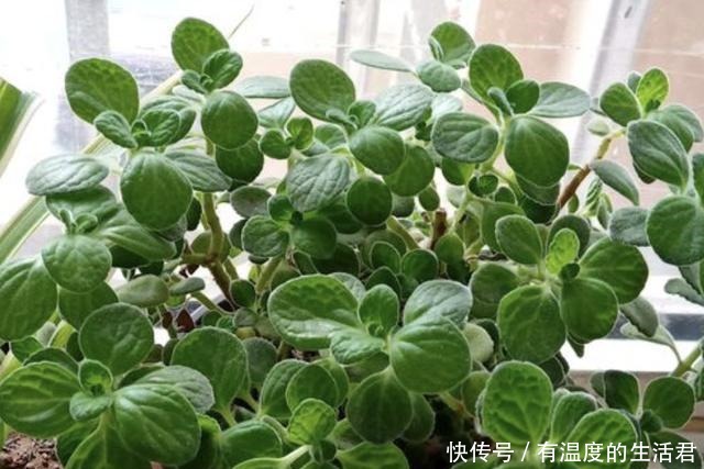 客厅异味重不用喷香水,放上“1种花”,一整年有“香气”,值!