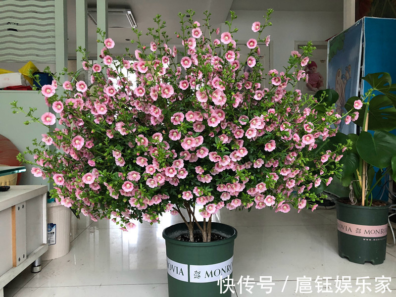 它是最容易开爆盆的盆栽,花量丰富,年头开到年尾,漂亮又好养