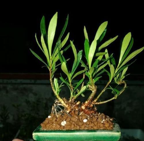 栀子|看着很一般的花,动动手就能变精品盆景,赚大了,花开一茬接一茬