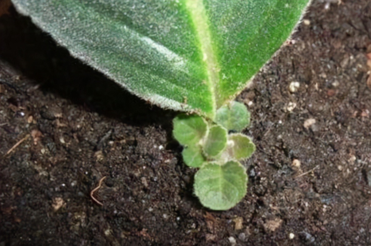 大岩桐常用的3种繁殖方法,简单易懂,一学就会