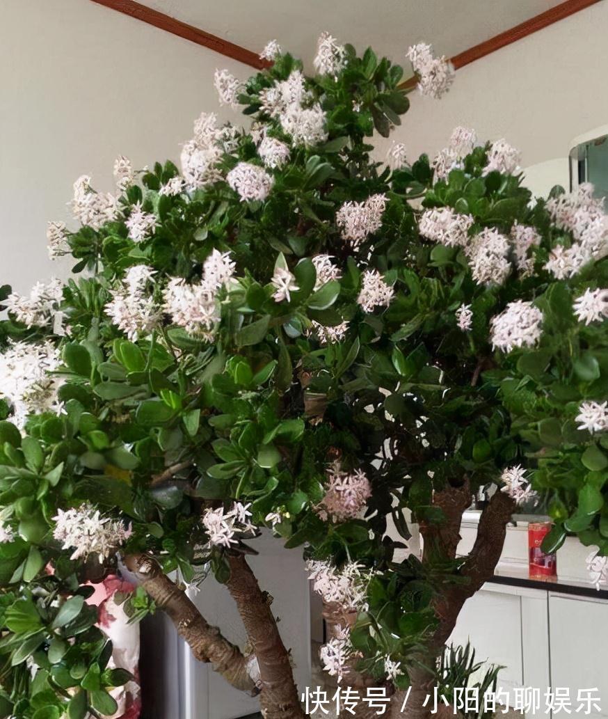 “寿命长”的11种花,好养寓意好,越养越值钱