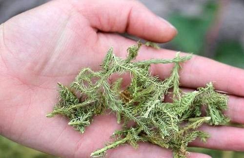 浑身关节酸痛无力多摘一种野草煎汤喝,通血活络,消肿止痛