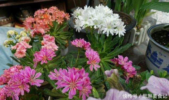 这花像长寿花一样好养,全年不间断的开花,太美了