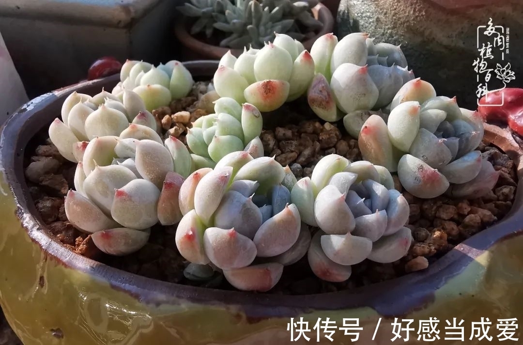 治愈之“肉”:愿所有的养肉人都被这些“胖子们”治愈