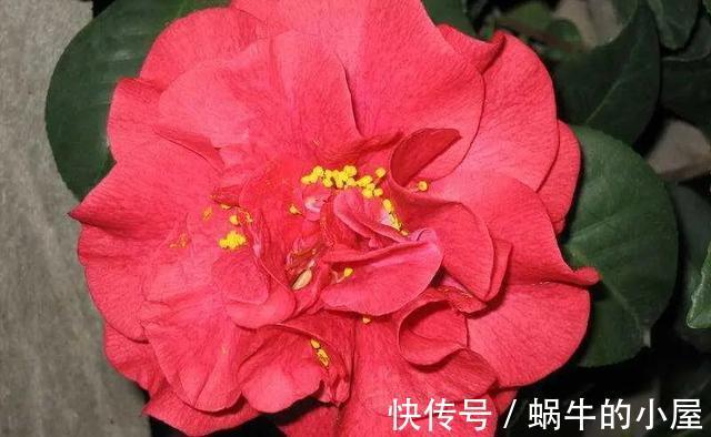 花期|盆栽茶花老是养不好,选择品种有技巧,试试以下经典的茶花品种