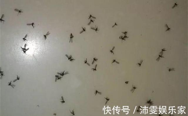 养花人都知道的“5个偏方”，3分钟学会，一生受用，养啥都旺盛